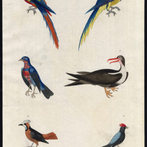 Manakin Scarlet Ara Blauw En Geel Frigatebird Martyn 1785