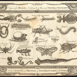 Antieke prent-SCORPION-LOCUST-RATELSLANG-COBRA-SPIDER-CENTIPEDE-Grainger-1782