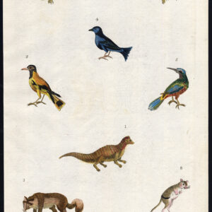 Blauwe Jay Jerboa Black Headed Oriole Jacarini Ichneumon Martyn 1785