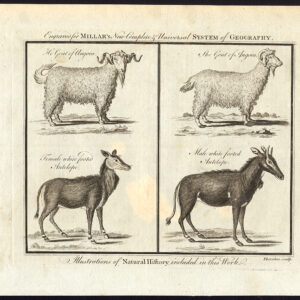 Antieke prent-ANGORA GEIT-WIT BETAALDE ANTILOPE-ANTELOP-Thornton-1782