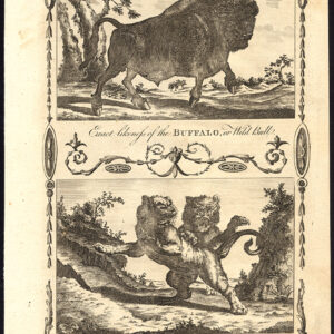 Antieke prent-LEEUW-BUFFEL-NOORD-AMERIKAANSE BISON-Royce-1782