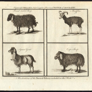 Antieke prent-CAPE SCHAPEN-MOUFFLON-SYRISCHE GEIT-BROAD TAILED-1782