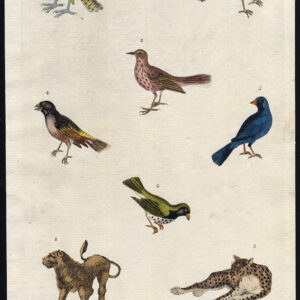 Leeuw Cheetah Lanner Zwarte Linnet Red Lark Leopard Martyn 1785