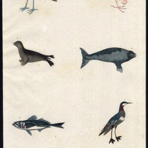 Sand Piper Seal Scad Secretaris Bird Shomburger Martyn 1785