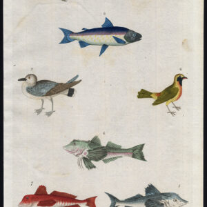 Gewone Meugel Gespotte Guillemot Gurnard Gwiniad Guira Martyn 1785