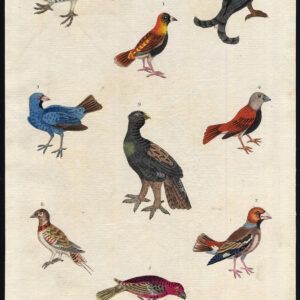 Pine Grosbeak Black Grouse Wood Grenadier Gewone Blue Martyn 1785