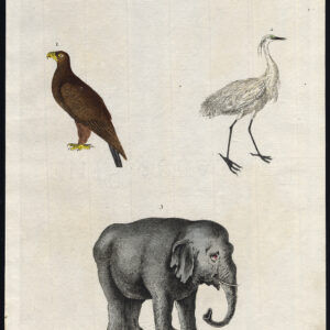 Antieke prent-INDISCHE OLIFANT-EAGLE-EGRET-ERMINE-Martyn-1785