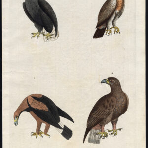 Amerikaanse Witte Adelaar Gouden Proofvogel Martyn 1785