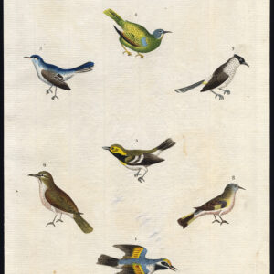 Gouden Gevleugelde Flycatcher Gele Breasted Tailed Martyn 1785