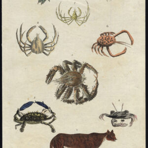 Antieke prent-COUGAR-COOT-INDIAN LAND CRAB-SPIDER-CRAKE-Martyn-1785