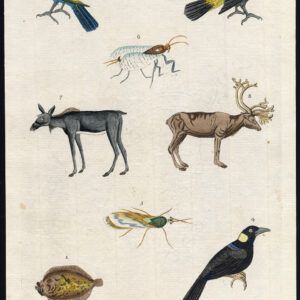 Jack Daw Reindeer Fly Moose Martyn 1785