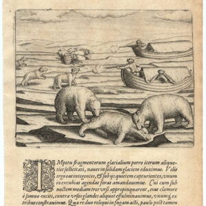 Antieke Prent-POLAR BEAR-ARCTIC VOYAGE-WILLEM BARENTSZ-De Bry-Linschoten-1601