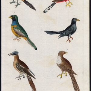 Grote Gespotte Koekoek Groen Indische Zwart Little Martyn 1785