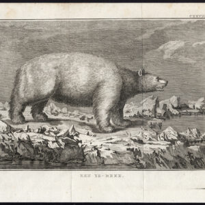 Antieke prent-POLAR BEAR-1795