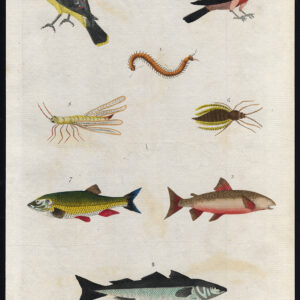 Antieke prent-CENTIPEDE-CHAFFINCH-TAWNY CHINCH-COALFISH-SAITHE-CHUB-Martyn-1785