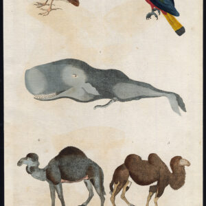 Antieke prent-SPERM WHALE-HORNBILL-CAMEL-DROMEDARY-LARK-Martyn-1785