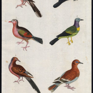 Long Tailed Dove Groen Gevleugelde Bruin Indian Duif Martyn 1785