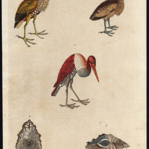 Amerikaanse Bittern Little Brown Bivalves Zee Shells Martyn 1785