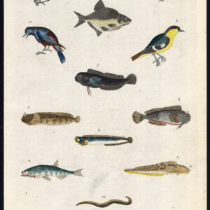 Blenny Brem Blauw Bellied Bluebird Cock Blackbird Worm Martyn 1785