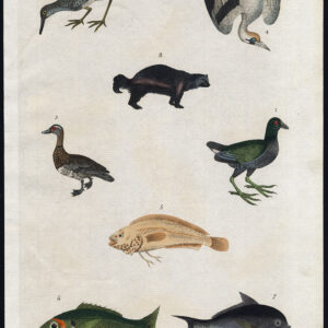 Antieke prent-GANNET-GARGANEY-WOLVERINE-GILT HEAD BREAM-GALLINULE-Martyn-1785