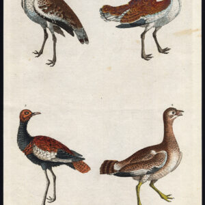 Gewone Bustard ArabiëN Indian Little Martyn 1785