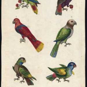 Blauwe Breasted Papegaai Headed Dusky Little Green Hawk Martyn 1785