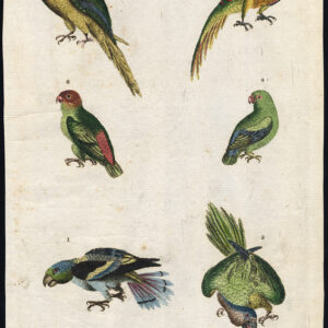 Parrot Parakeet Red And Green Blue Winged Martyn 1785