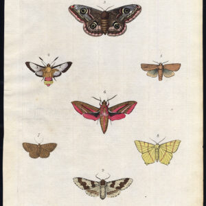 Antieke prent-MOTTEN-VLINDER-VLINDERS-LEPIDOPTERA-Martyn-1785