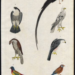 Gyrfalcon Spotted Peregrine Long Tailed Finch Sculpin Martyn 1785