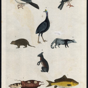 Antieke prent-CIVET-CRESTED KARDINAL-CASSOWARY-CARP-CAYOPOLIN-Martyn-1785