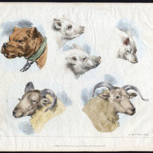 Antieke prent-HOND-SCHAPEN-VARKEN-STUDIE-SCHETS-George Morland-1794