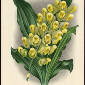 Antieke prent-LINDENIA-ORCHIDEE-CATASETUM IMSCHOOTIANUM-Linden-Pannemaeker-1885