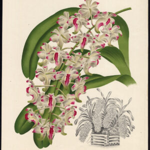 Antieke prent-LINDENIA-ORCHID-AERIDES LAWRENCEAE-Linden-Gossart-1885