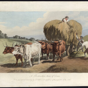 Antieke Aquatint Print-GLOUCESTERSHIRE TEAM OF OXEN-COLLECTING HAY-Hills-1818