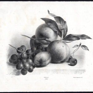 Antieke Master Print-STILL LIFE-FRUIT-APPEL-DRUIF-KERSEN-Anton Weiss-1850