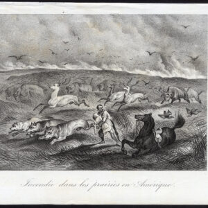 Antieke prent-PRAIRIE FIRE-BUFFEL-PAARD-NOORD-AMERIKA-Journal des Haras-1845