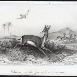 Antieke prent-JACHT-GAZELLE-FALCON-PAARDEN-Journal des Haras-La Coste-1845