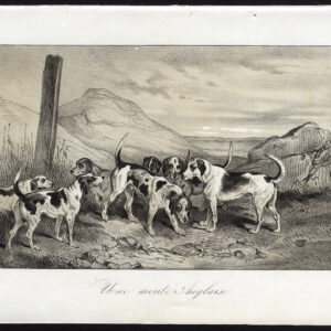 Antieke prent-ENGELSE JACHTHONDEN-Journal des Haras-1845