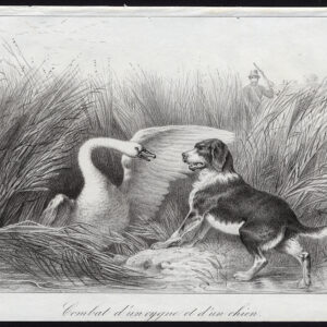 Antieke prent-HOND-ZWAAN-COMBAT-Journal des Haras-1845
