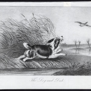 Antieke prent-WIJZENDE RAS-JACHT HOND-DUCK-Journal des Haras-1847