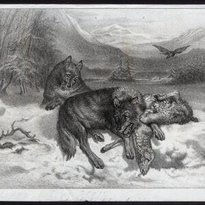 Antieke prent-WOLF-PREY-Journal des Haras-1848