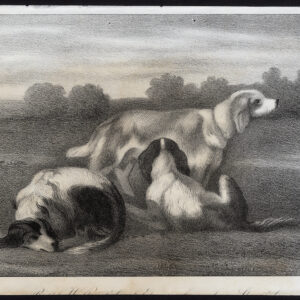 Antieke prent-JACHTHOND-Journal des Haras-1848