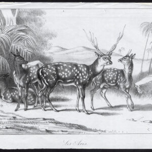 Antieke prent-AXIS-DEER-Journal des Haras-1848