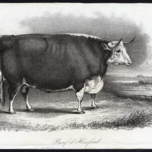 Antieke prent-HEREFORD BULL-COW-CATTLE-Journal des Haras-1850