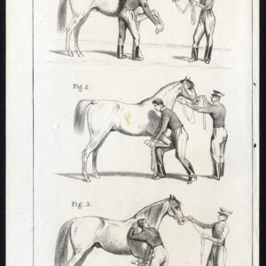 Antieke prent-PAARDONDERZOEK-Journal des Haras-1850