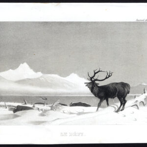 Antieke prent-DEER-LE DEFI-Journal des Haras-1851