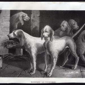Antieke prent-GRAND GRIFFON VENDEEN-JACHTHOND-Journal des Haras-1851
