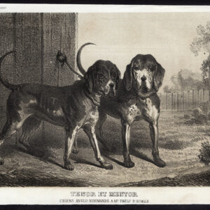 Antieke prent-ANGLO NORMAN-JACHTHOND-Journal des Haras-1852