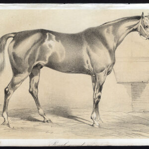 Antieke prent-PAARD-ROYAL-Journal des Haras-1853