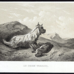 Antieke prent-TERRIER-JACHT HOND-HAAS-KONIJN-Journal des Haras-1853